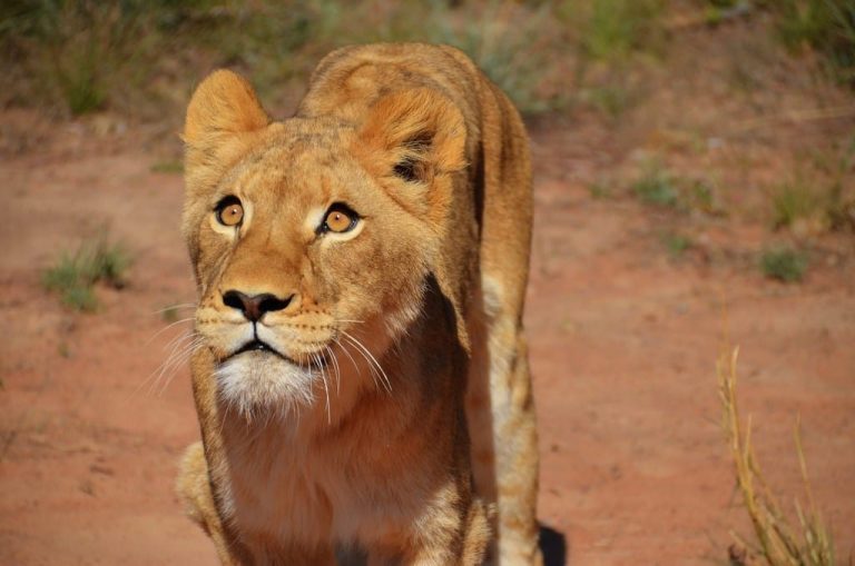 Walking with Lions in South Africa