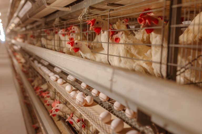 Bird flu is wreaking havoc on egg prices