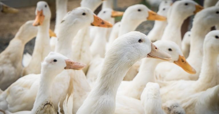 Long Island’s Crescent Duck Farm Shut Down by Bird Flu